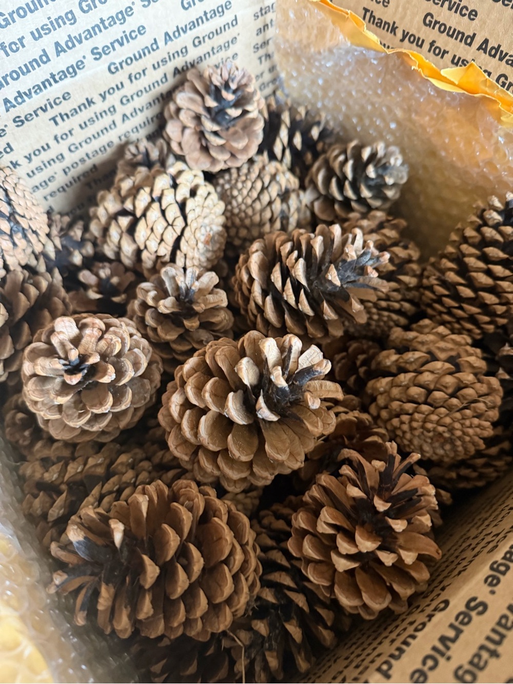 Artsy Pinecones - 50 Quantity